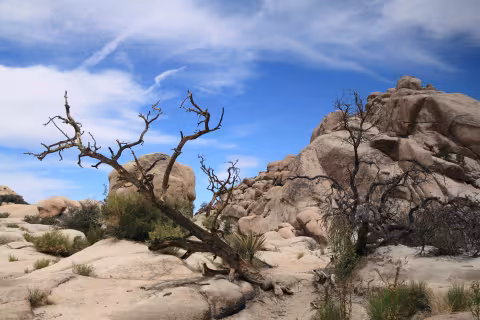 Samotář II - Joshua Tree National Park