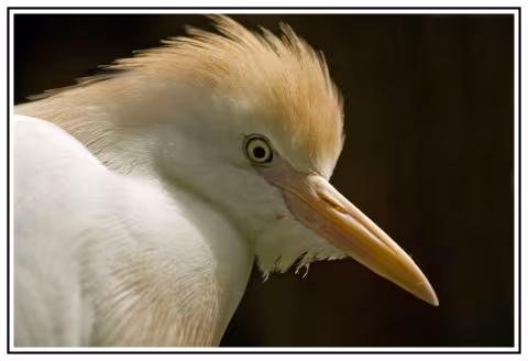 ptáček