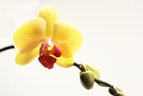 Orchidei